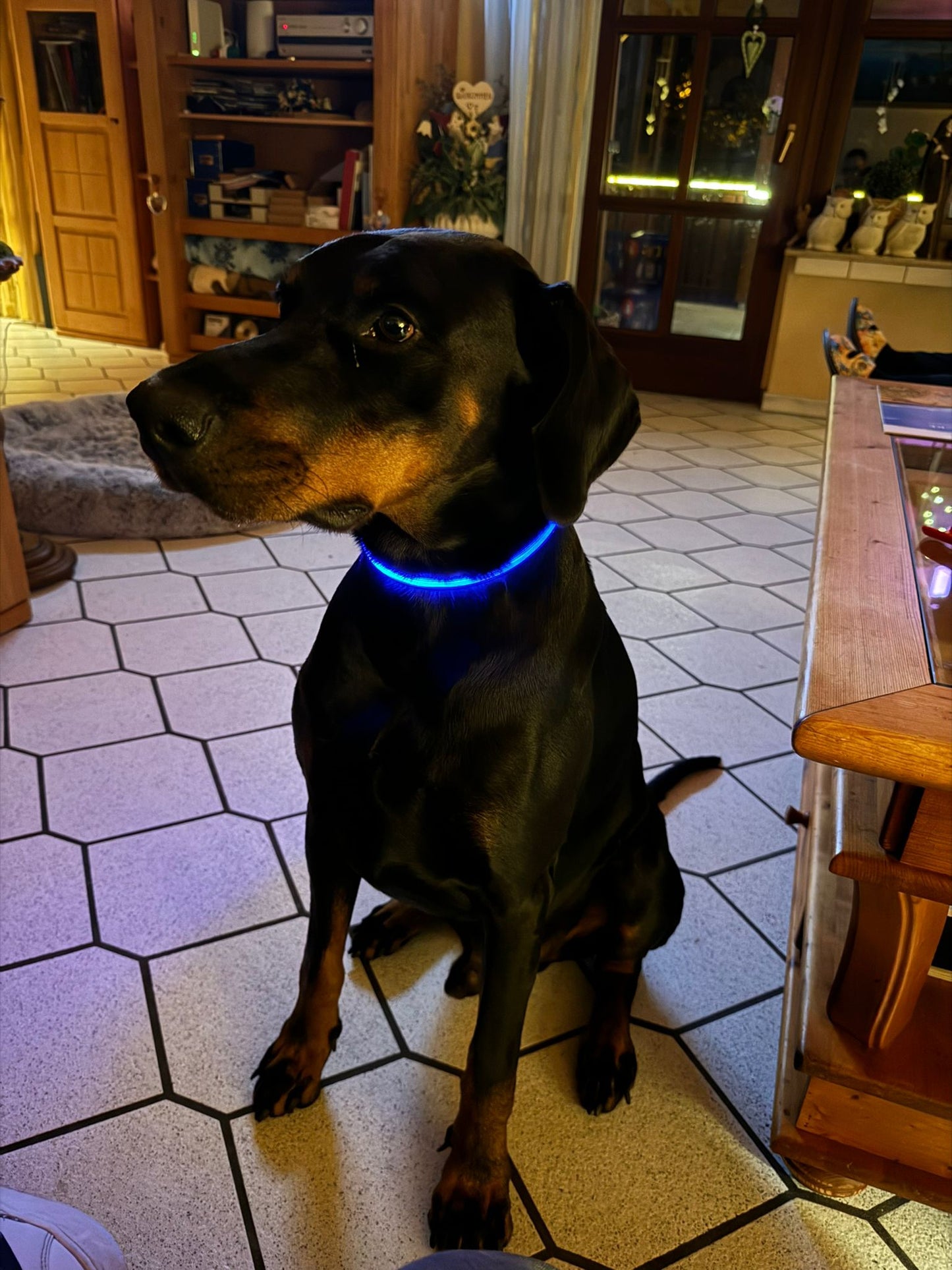 Led Halsband Leuchtie blau grün rot