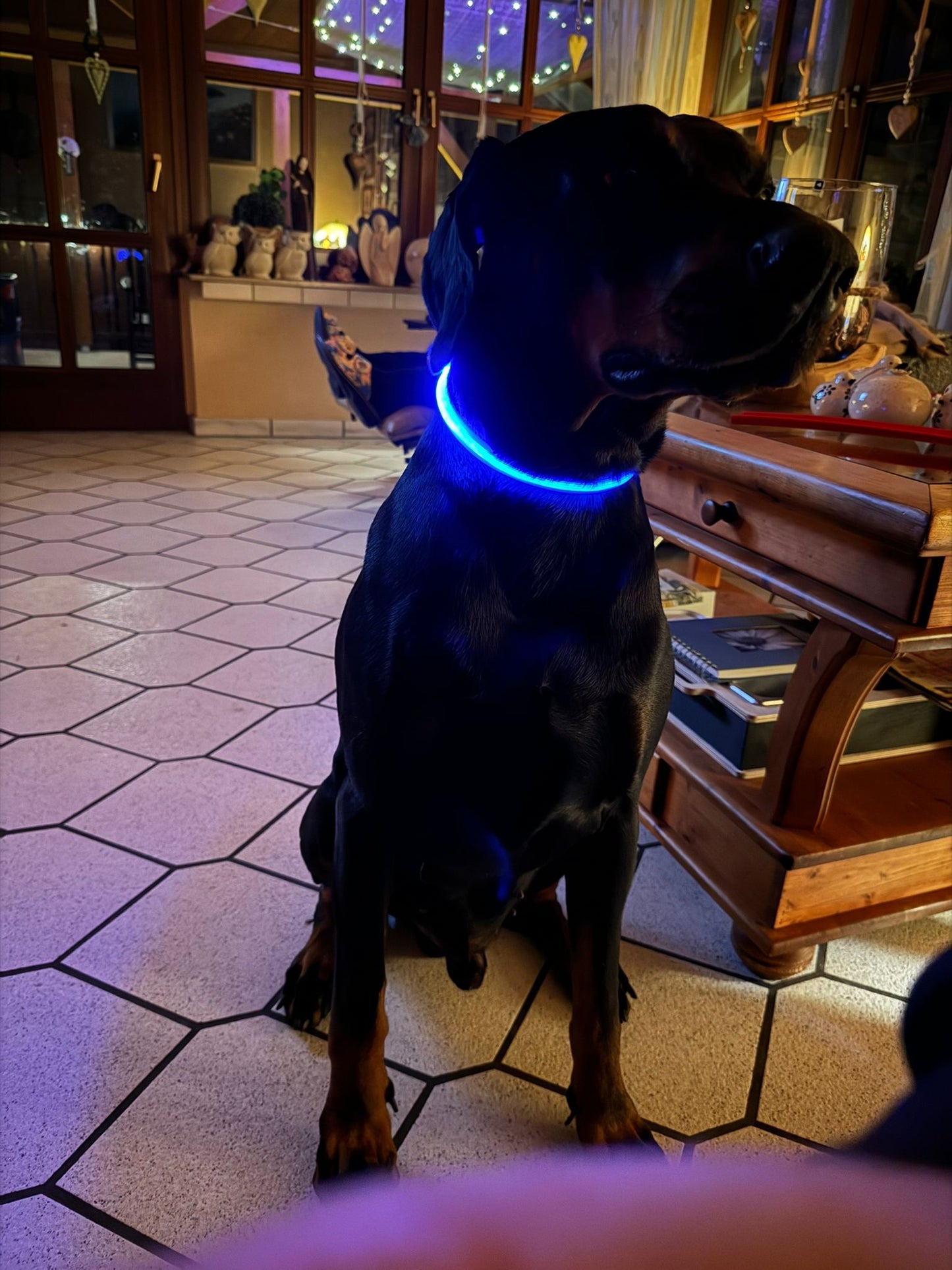 Led Halsband Leuchtie blau grün rot